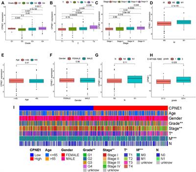 Comprehensive analysis of prognostic value, immune implication and biological function of CPNE1 in clear cell renal cell carcinoma